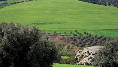 Photo of Ville de demain pour une Tunisie verte