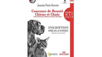 Photo of Concours de beauté chiens et chats