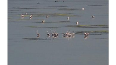 Photo of 250 mille oiseaux migrateurs au parc d’Ichkeul