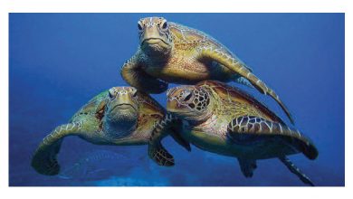 Photo of Campagne de communication sur la tortue marine en Tunisie