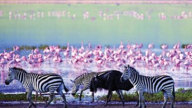 Photo of La Tanzanie ouvre aux touristes