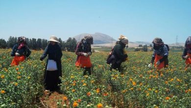 Photo of L’OMT et la FAO s’associent pour promouvoir le tourisme rural