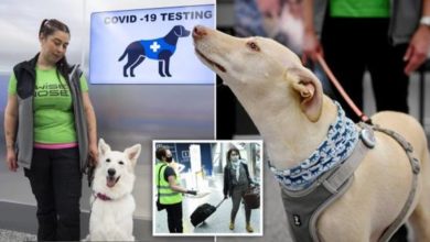 Photo of Aéroport Helsinki : des chiens entraînés à détecter le Covid-19