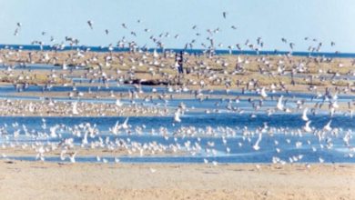 Photo of …et aux îles Kneiss