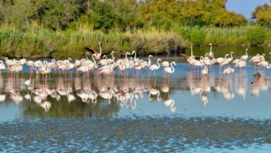 Photo of La Tunisie compte un millier de zones humides naturelles