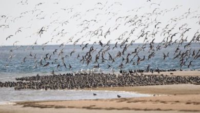 Photo of Plus de 360 mille oiseaux ont hiverné en Tunisie entre dix ans