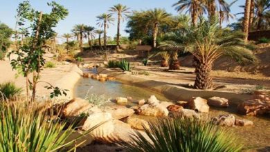 Photo of QUELLE BIODIVERSITE APRES 2020 ?