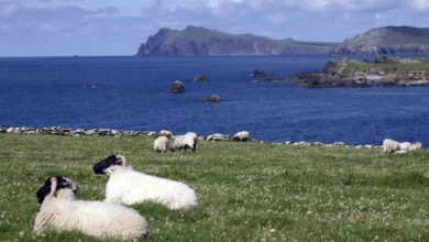 Photo of IRLANDE : REPRISE DES VOYAGES TOURISTIQUES DES LE 19 JUILLET