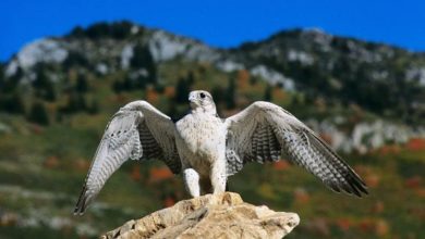 Photo of RESERVE NATURELLE KEF ERRAI: REINTEGRATION DE 2 RAPACES