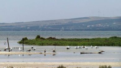 Photo of EXCURSION ECOTOURISTIQUE ET BIRDWATCHING A GHAR EL MELH