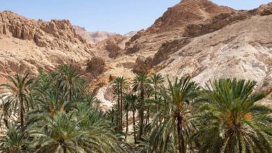 Photo of TOZEUR: BON DEMARRAGE DE LA SAISON